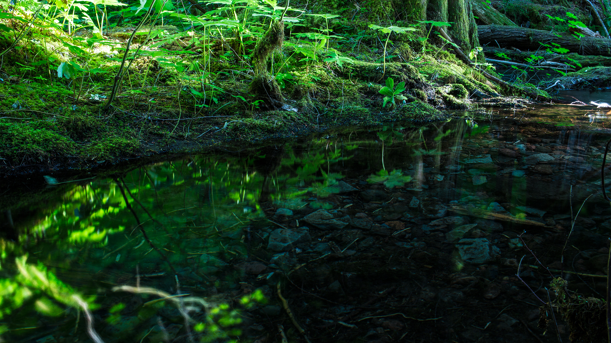 Hidden Pond